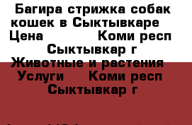 Багира стрижка собак,кошек в Сыктывкаре  › Цена ­ 1 000 - Коми респ., Сыктывкар г. Животные и растения » Услуги   . Коми респ.,Сыктывкар г.